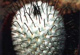 Mammillaria perezdelarosae