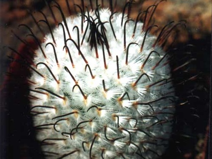 Mammillaria perezdelarosae