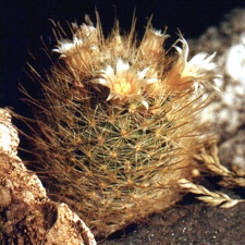 pilispina v nazasensis