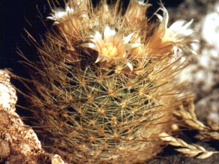 pilispina v nazasensis