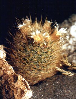 pilispina v nazasensis