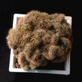 Mammillaria prolifera f. cristata