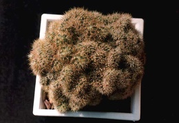 Mammillaria prolifera f. cristata