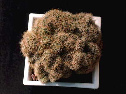 Mammillaria prolifera f. cristata