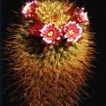 Mammillaria pullihamata