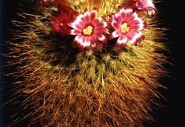 Mammillaria pullihamata