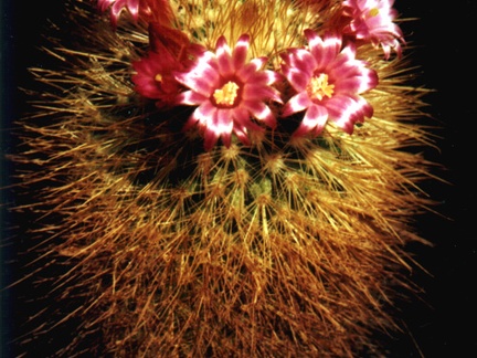 Mammillaria pullihamata