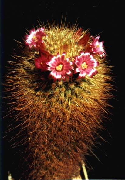 pullihamata.jpg