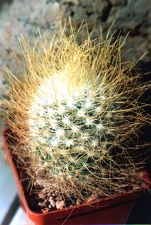 rekoi v aureilongispina