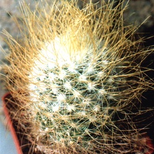 rekoi v aureilongispina