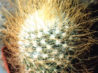 rekoi v aureilongispina