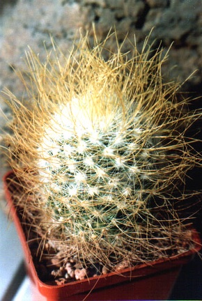 rekoi v aureilongispina