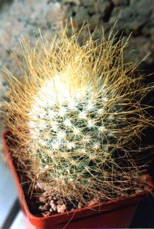 rekoi v aureilongispina