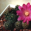 Mammillaria saboae