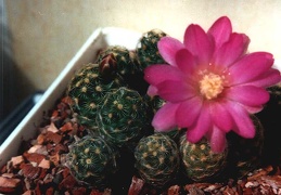 Mammillaria saboae