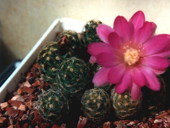 Mammillaria saboae