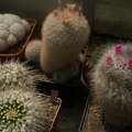 Mammilloydia (Mammillaria) candida среди взрослых маммиллярий