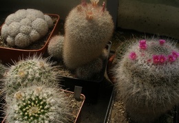 Mammilloydia (Mammillaria) candida среди взрослых маммиллярий