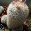 Mammilloydia (Mammillaria) candida