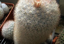 Mammilloydia (Mammillaria) candida