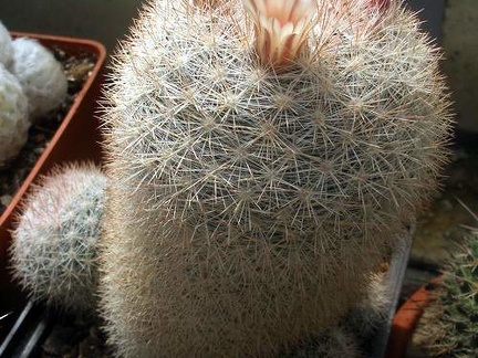 Mammilloydia (Mammillaria) candida