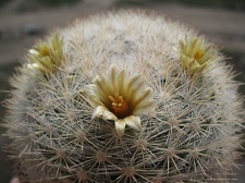 Mammilloydia candida Goncharyuk FG