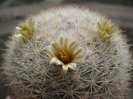 Mammilloydia candida Goncharyuk FG