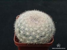 Mammiloydia candida Gorb