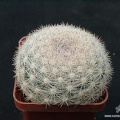 Mammiloydia candida Gorb