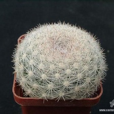 Mammiloydia candida Gorb