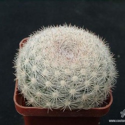 Mammilloydia (Mammillaria)