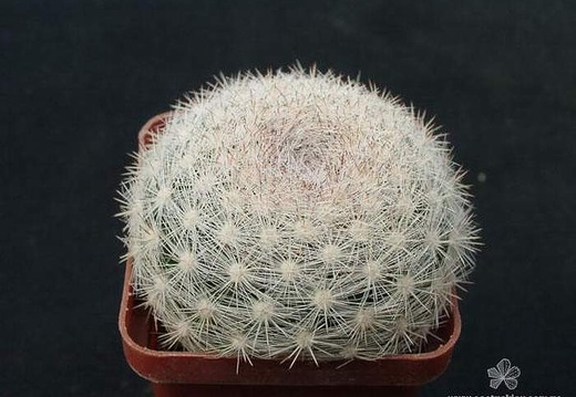 Mammiloydia candida Gorb (2038 відвідувань) Mammiloydia candida Gorb