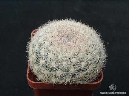 Mammiloydia candida Gorb