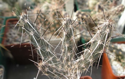 Marenopuntia marenae Ru FG