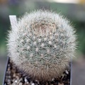 Matucana haynei