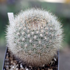 Matucana haynei