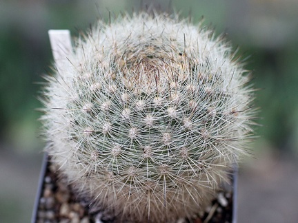 Matucana haynei