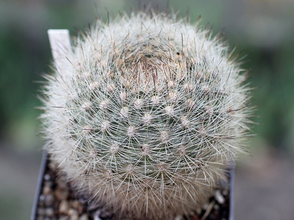 Matucana haynei