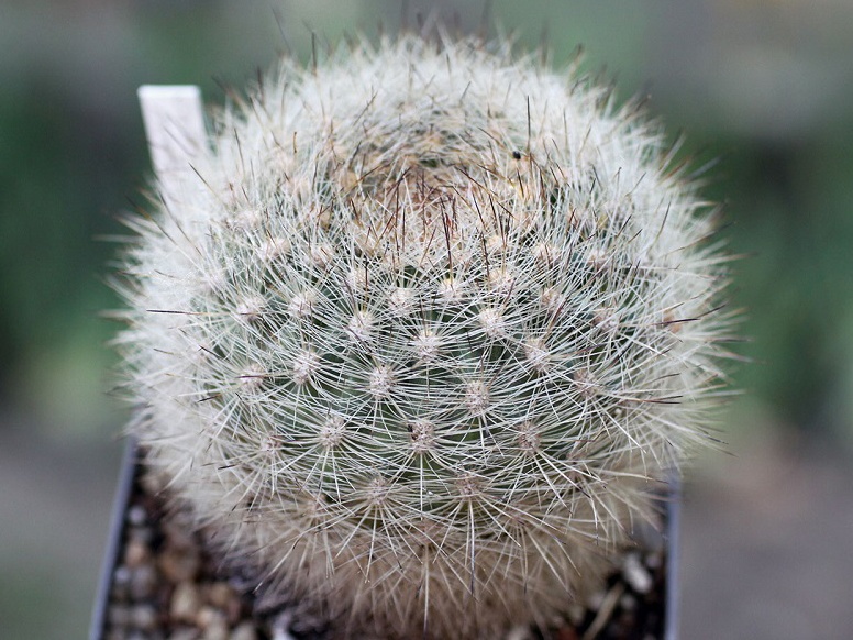 Matucana haynei