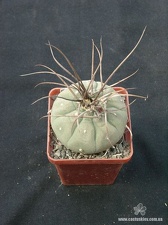 Matucana madisoniorum Gorb