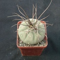 Matucana madisoniorum Gorb