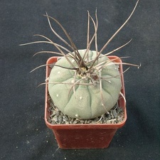 Matucana madisoniorum Gorb