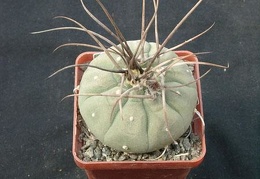 Matucana madisoniorum Gorb