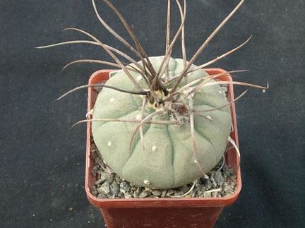 Matucana madisoniorum Gorb