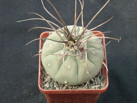 Matucana madisoniorum Gorb