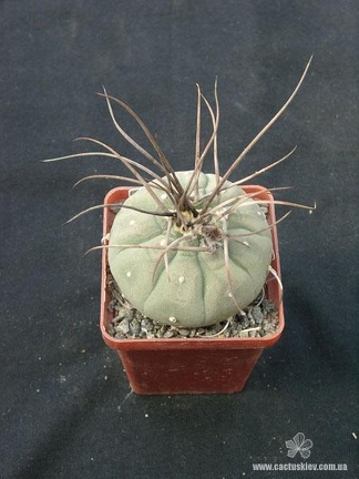 Matucana madisoniorum Gorb