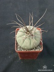 Matucana madisoniorum Gorb