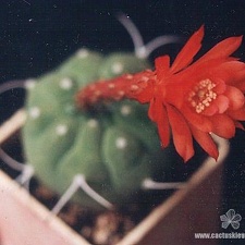 Matucana madisoniorum Iva