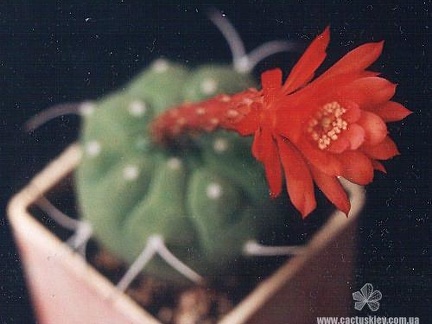 Matucana madisoniorum Iva