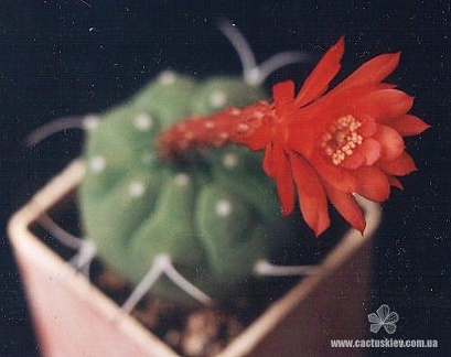 Matucana madisoniorum Iva